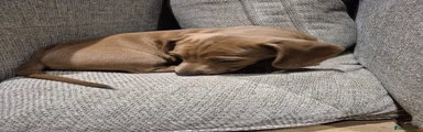 Miniature Dachshund Puppy 1