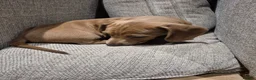 Miniature Dachshund dogs for sale: 2 miniature dachshund puppies for sale - Advert 4