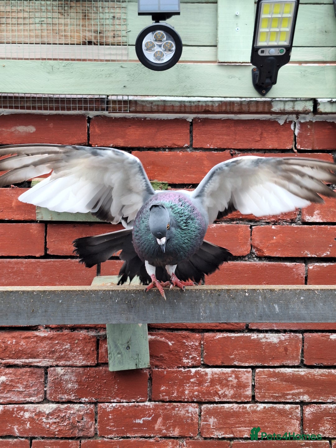 Pigeons birds for sale: 7 Pigeons for sale - Advert 5