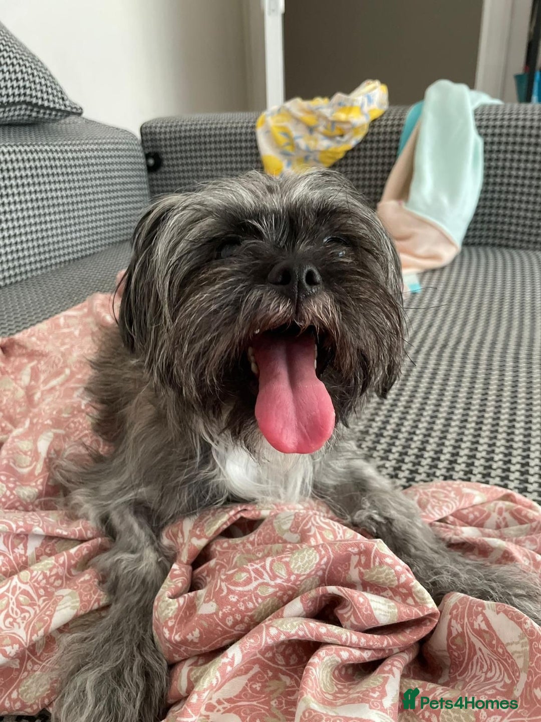 Mixed Breed dogs for sale: Lili - A Tiny Rescue Terrier Mix Angel 💕  - Image 1