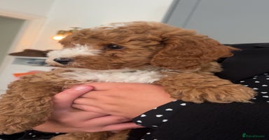 Cockapoo dogs - Advert 7
