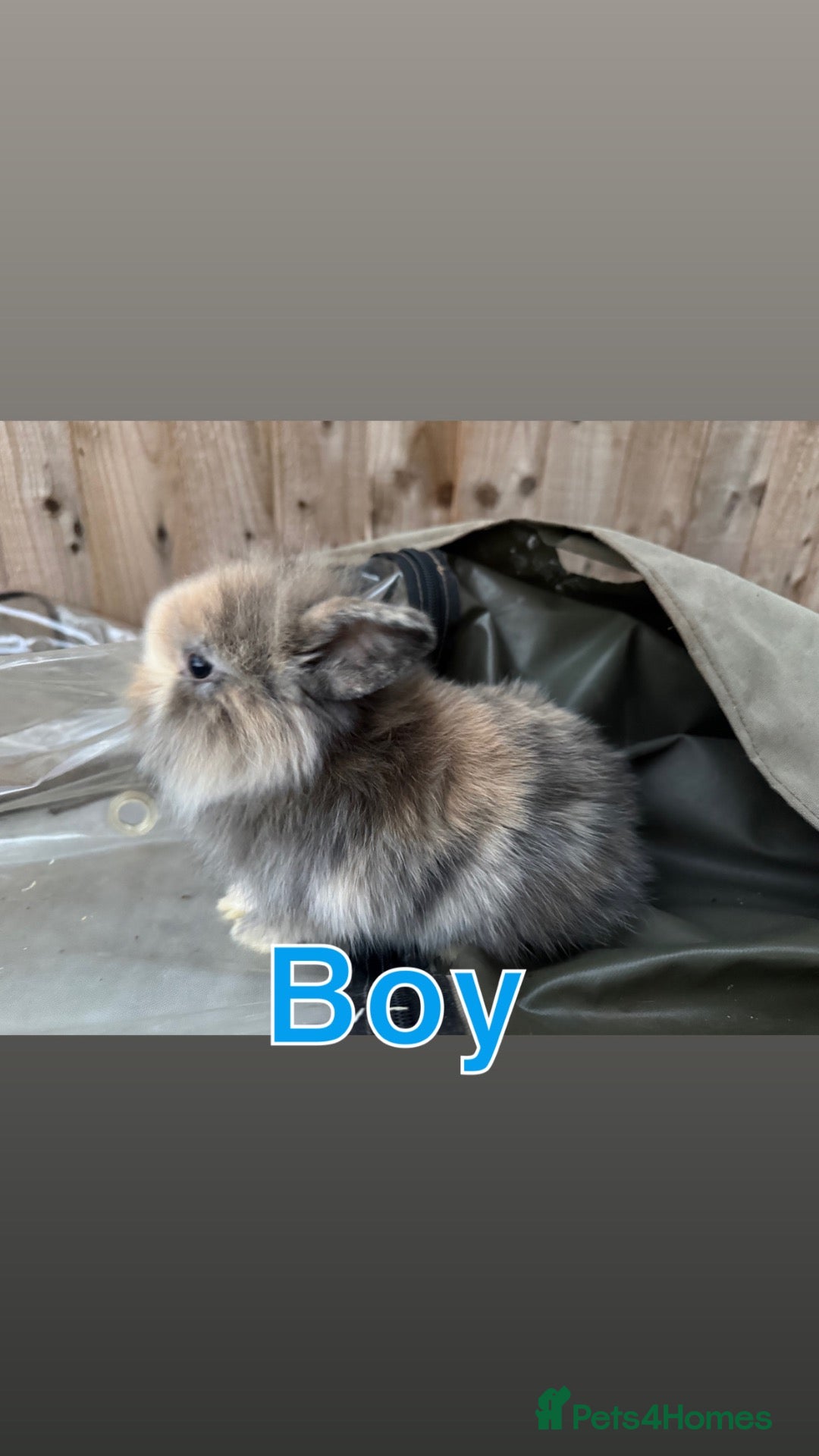 Mini Lion Lop rabbits  Baby mini lion lops born on 12 August  - Advert 9