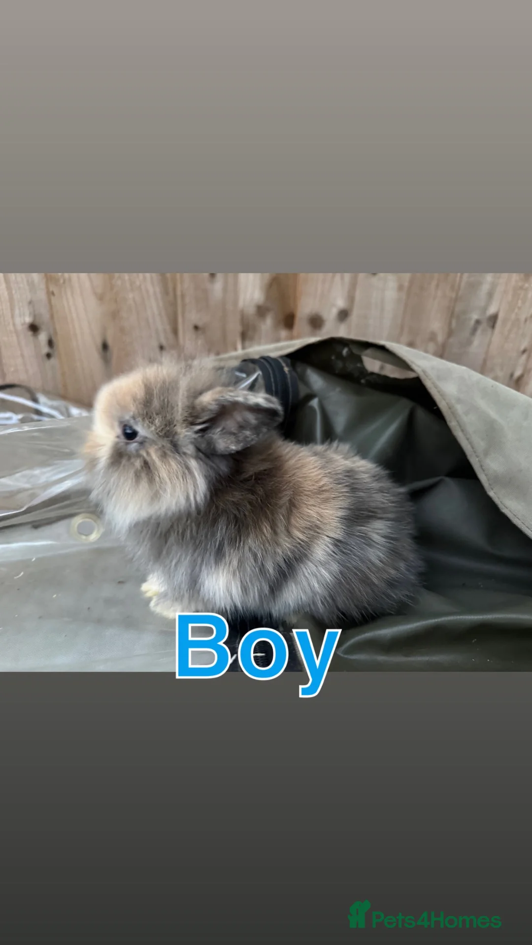 Mini Lion Lop rabbits for sale:  Baby mini lion lops born on 12 August  - Advert 1