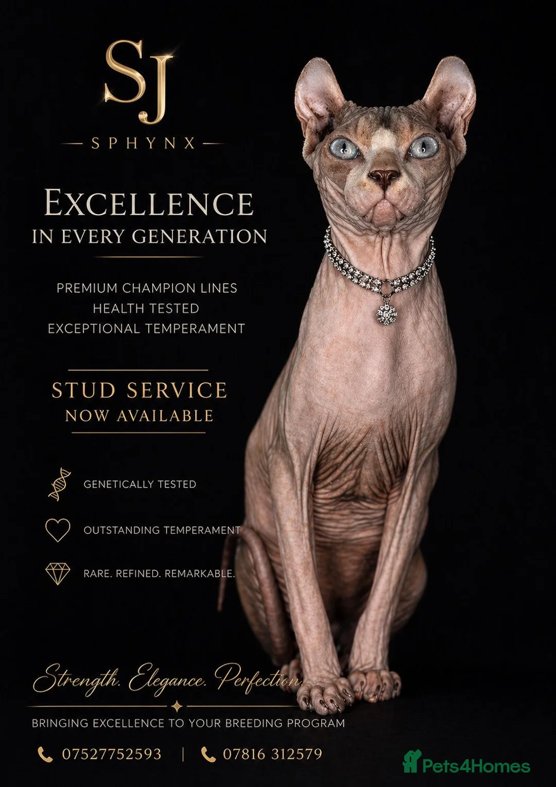 Sphynx cats for stud: Proven Red elf stud muffin sphynx  - Advert 1