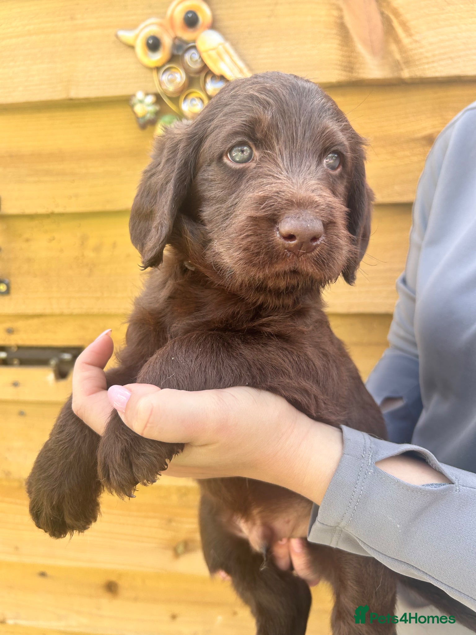 Labradoodle dogs F1 Labradoodle puppy’s  - Advert 8