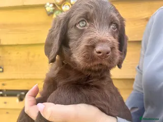 Labradoodle dogs F1 Labradoodle puppy’s - Advert 8