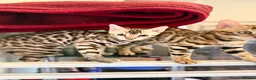 Bengal cats for sale: TICA, GCCF Champion Bloodline Bengal Kittens in London - Advert 10