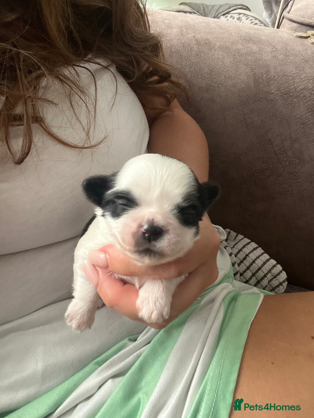 Shih Tzu dogs for sale: Shih tzu puppies  - Image 3