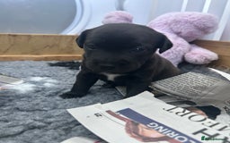 Jack Russell dogs for sale: Beautiful Jack Russell Pups 1 boy/ 1 girl  - Image 24