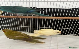 Parakeets birds for sale: Young female kakariki  - Advert 18