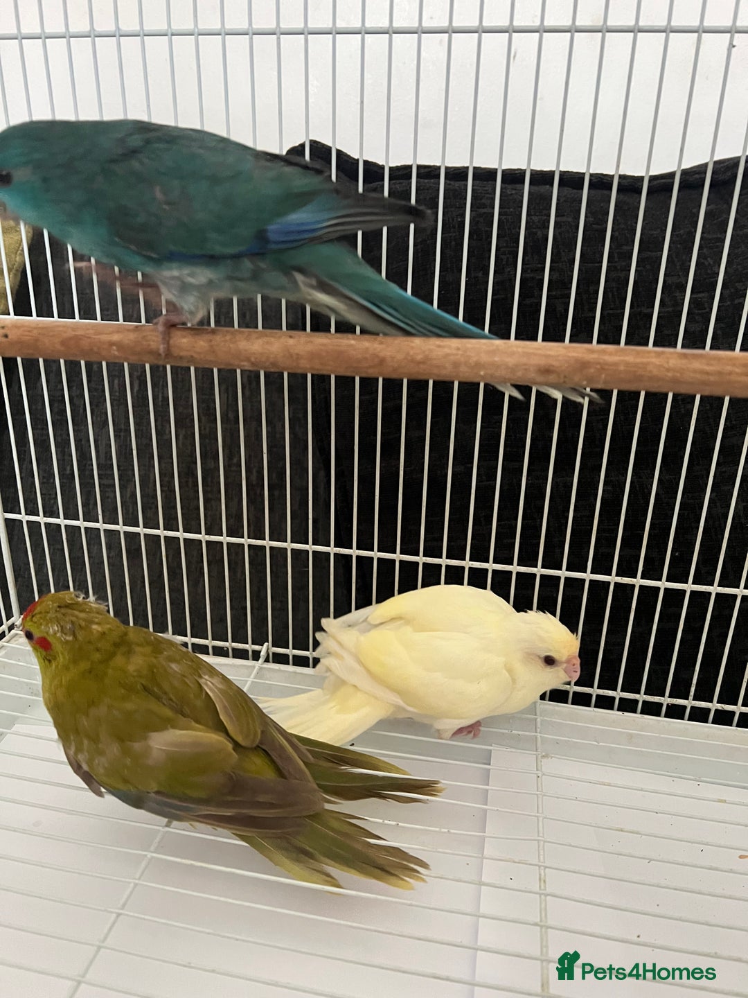 Parakeets birds for sale: Young female kakariki  - Advert 18