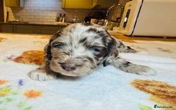Cockapoo dogs for sale: Chocolate & Chocolate Merle Cockapoo Babies 🐾🐾🐾 - Image 10