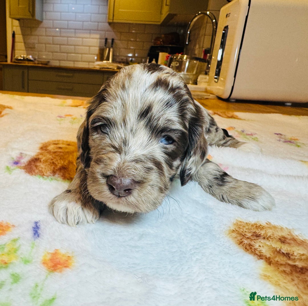 Cockapoo dogs for sale: Chocolate & Chocolate Merle Cockapoo Babies 🐾🐾🐾 - Image 10