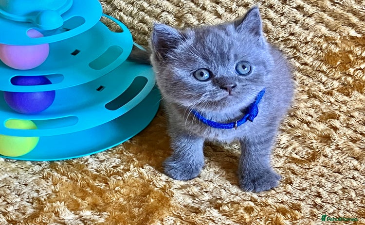 British Shorthair cats - Advert 6