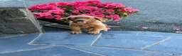 Labrador Retriever dogs for sale: Stunning fox Red Labrador pup - Advert 4