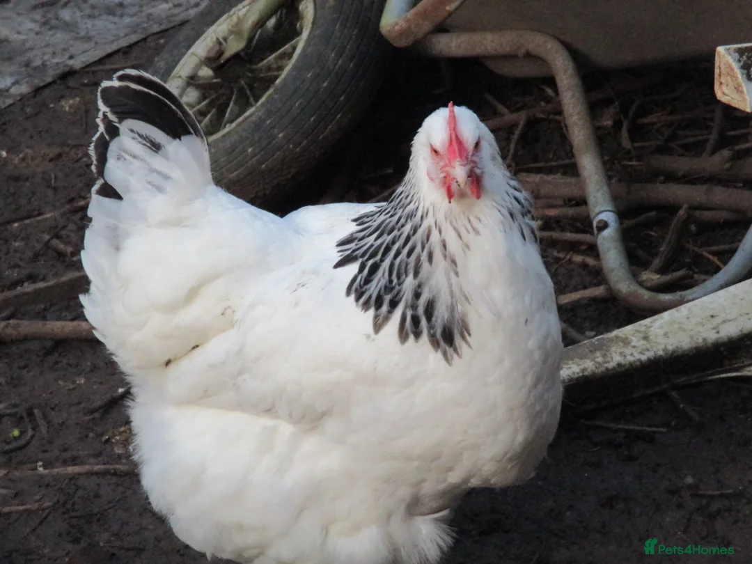 Chickens poultry for sale: Lovely Sussex hen - Advert 2