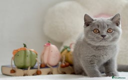 British Shorthair cats for sale: Beautiful BSH kittens 😻 - Image 11