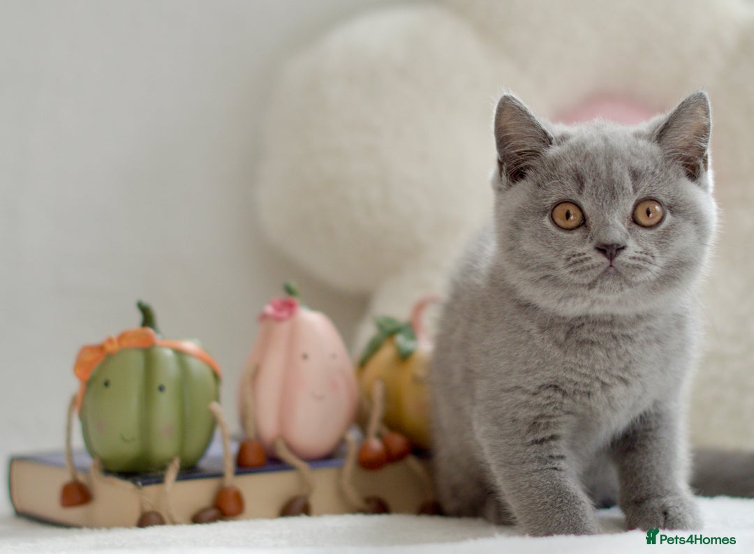 British Shorthair cats for sale: Beautiful BSH kittens 😻 - Image 11