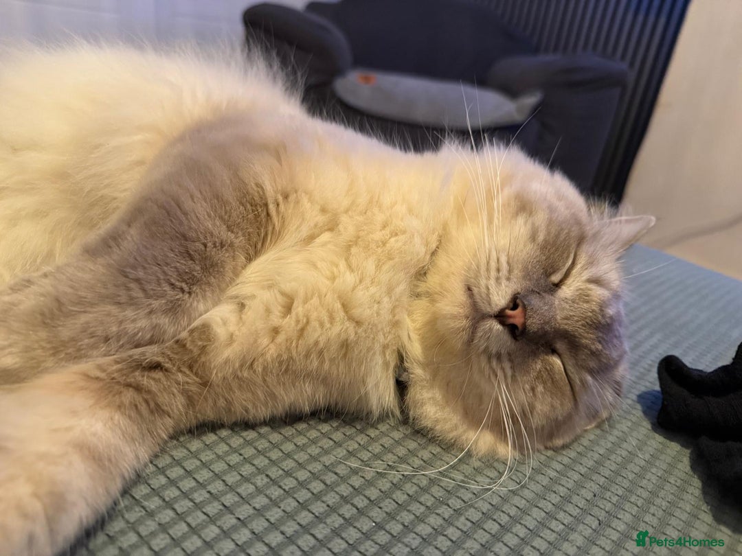 Ragdoll cats for sale: Meet casper - Image 2