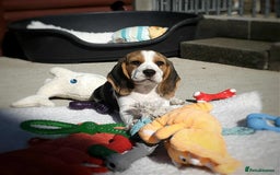 Beagle dogs for sale: Stunning KC Reg Beagle Pups - Ready Now - Image 27