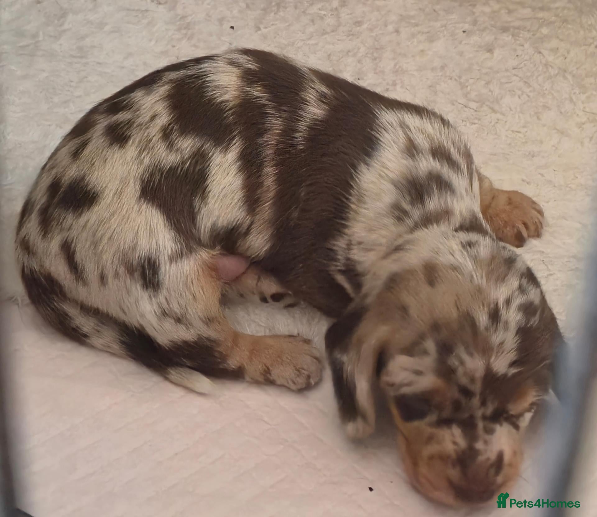 Miniature Dachshund dogs PRA CLEAR MINIATURE DACHSHUND BOY - Advert 2