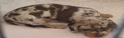 Miniature Dachshund dogs for sale: PRA CLEAR MINIATURE DACHSHUND BOY - Advert 1