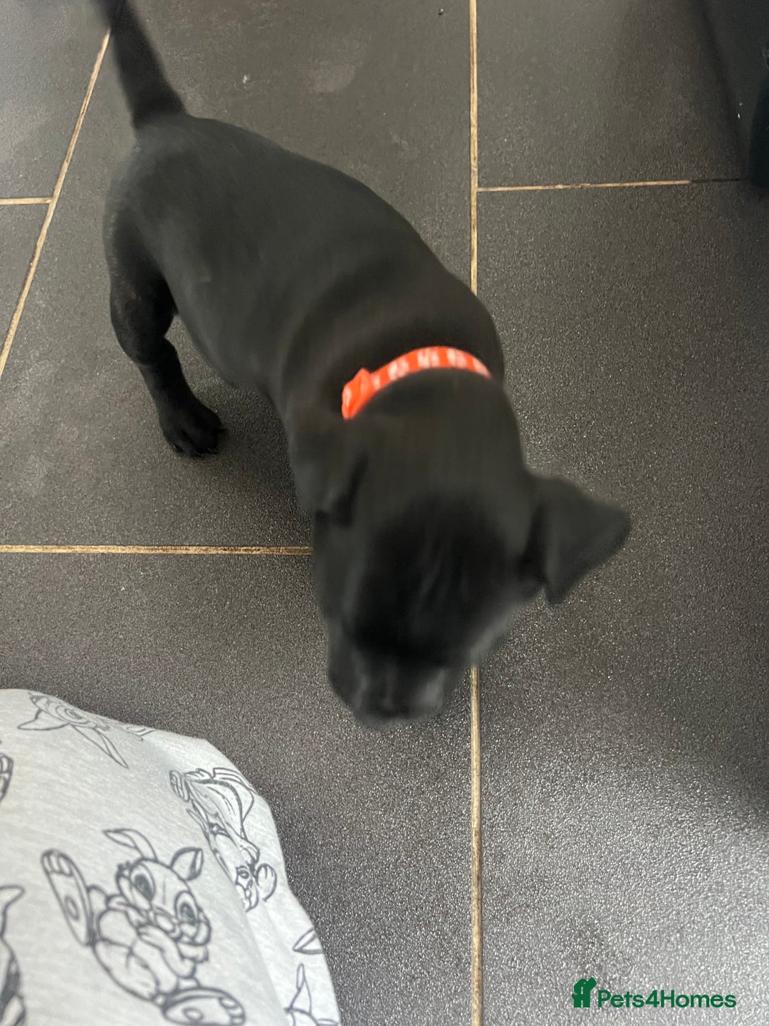 Staffordshire Bull Terrier dogs for sale: LAST ONE🥇VALGLO BLOODLINE SHORT STOCKY STAFFS 🏆 - Image 10