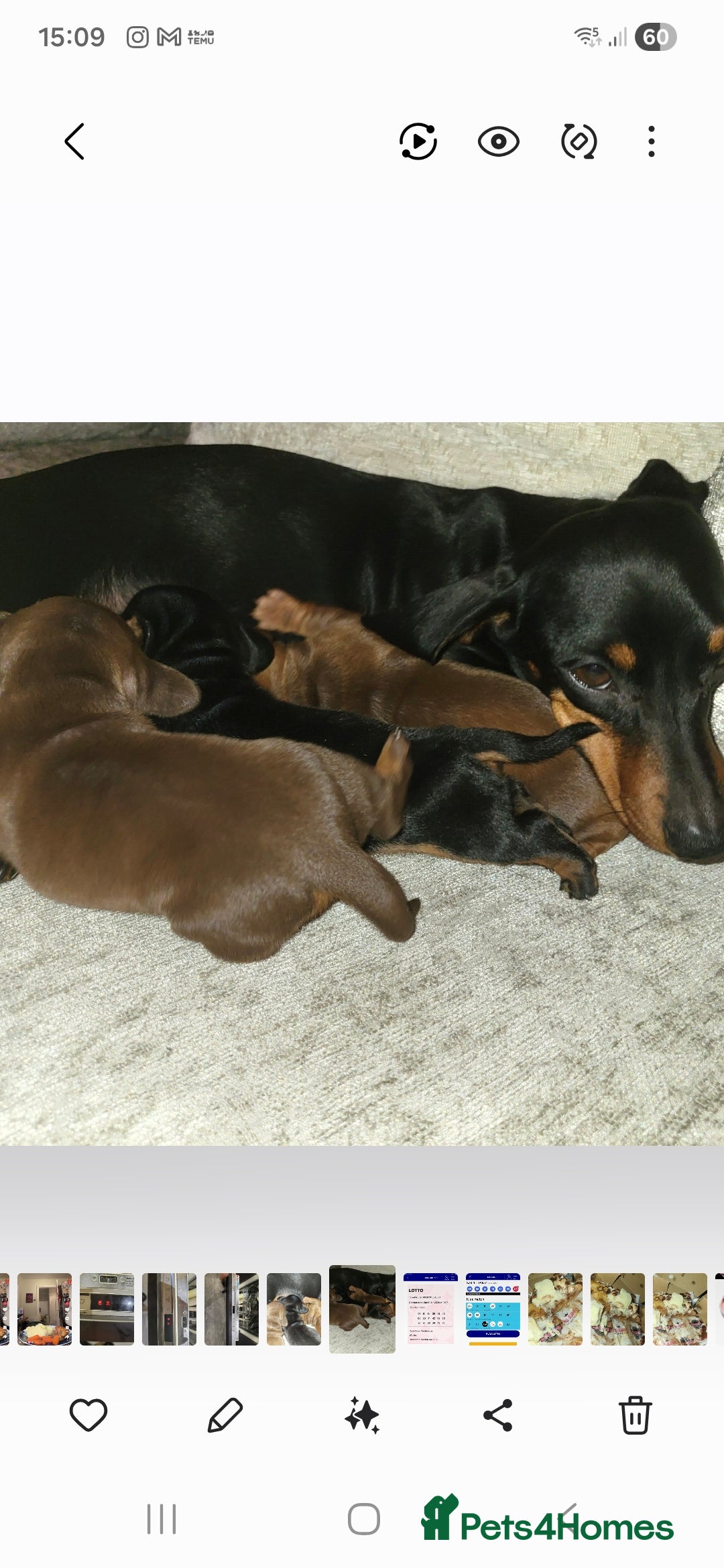 Miniature Dachshund dogs 3 Gorgeous Mini Dachshunds - Advert 11