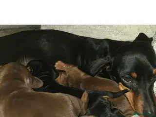 Miniature Dachshund dogs 3 Gorgeous Mini Dachshunds - Advert 11