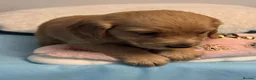 Mixed Breed dogs for sale: Golden Cocker Retriever puppies  in Coatbridge - Advert 5
