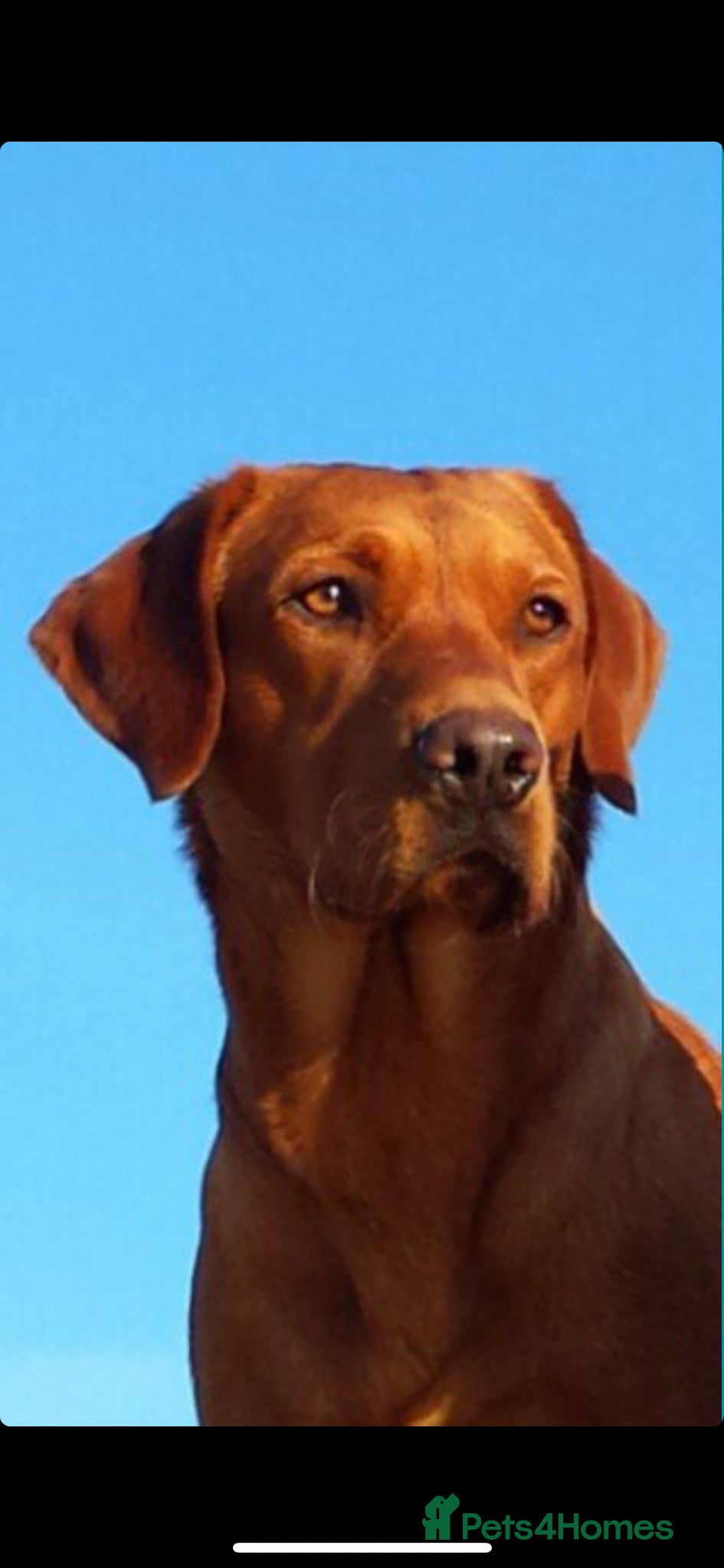 Labrador Retriever dogs for sale: Stunning lab puppies ready this weekend  - Advert 4