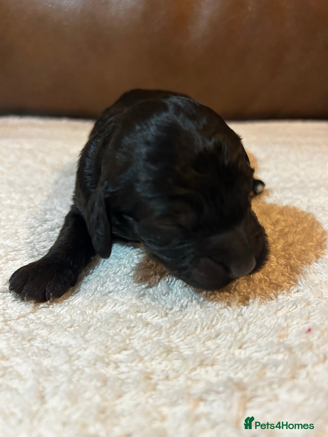 Cockapoo dogs for sale: Toy Cockapoo’s  - Advert 10