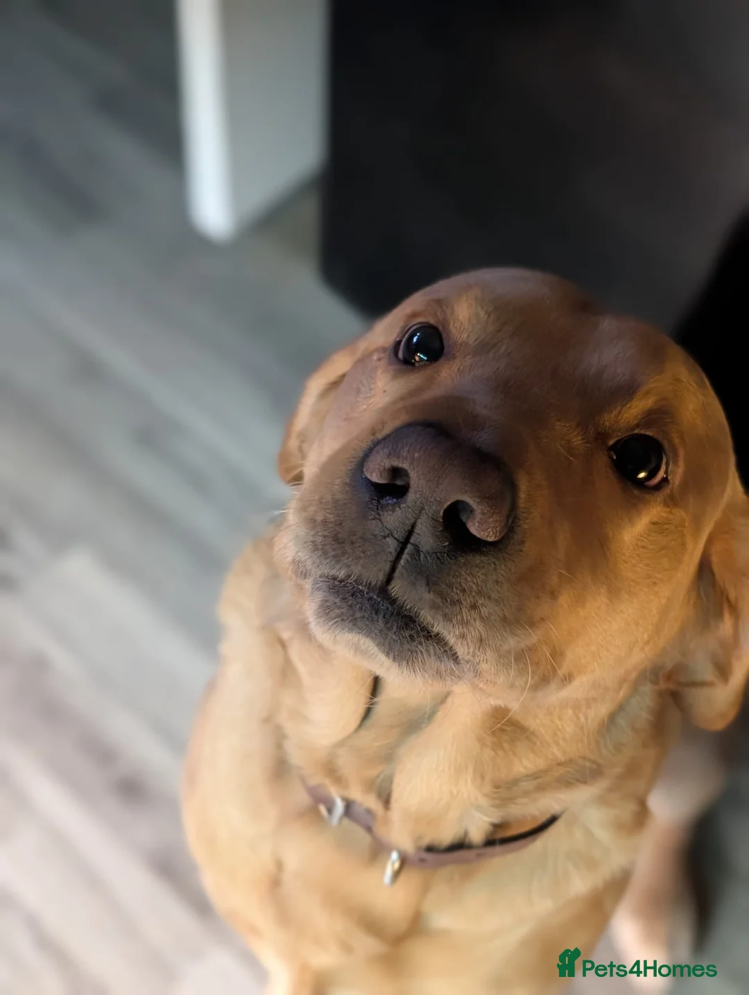 Labrador Retriever dogs for stud: Beautiful Golden Labrador For Stud in Bordon - Advert 3