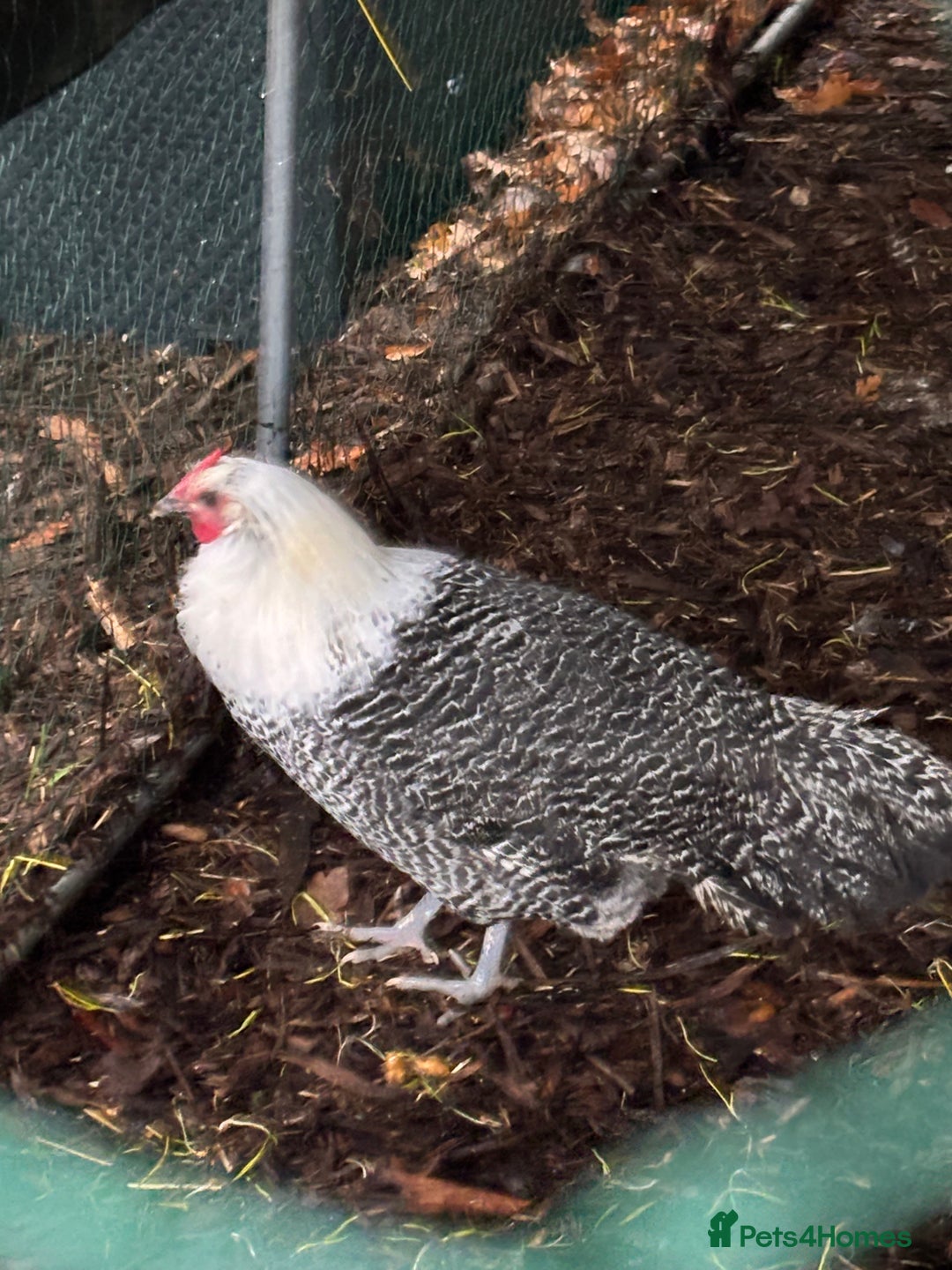 Chickens poultry for sale: Silver death later breeding group  - Advert 4