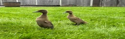 Ducks poultry for sale: Female khaki Campbell ducklings  - Advert 3