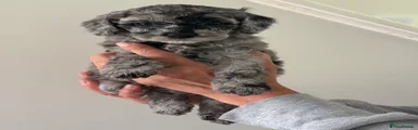 Cockapoo 1