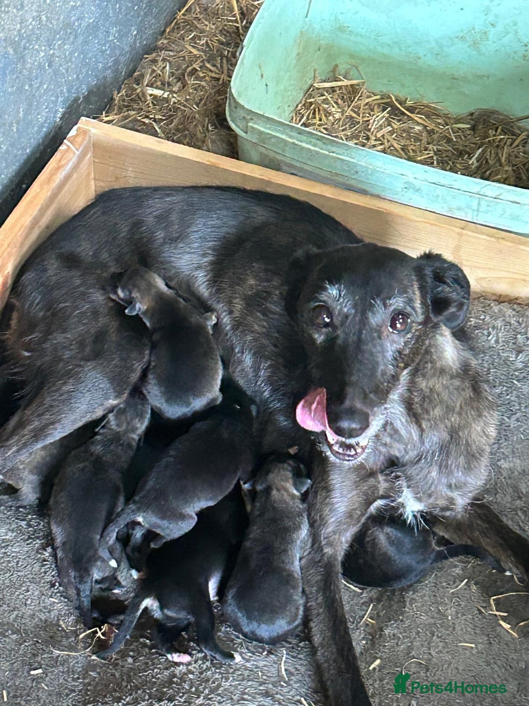 Mixed Breed dogs for sale: Lurcher cross collie pups - Image 8