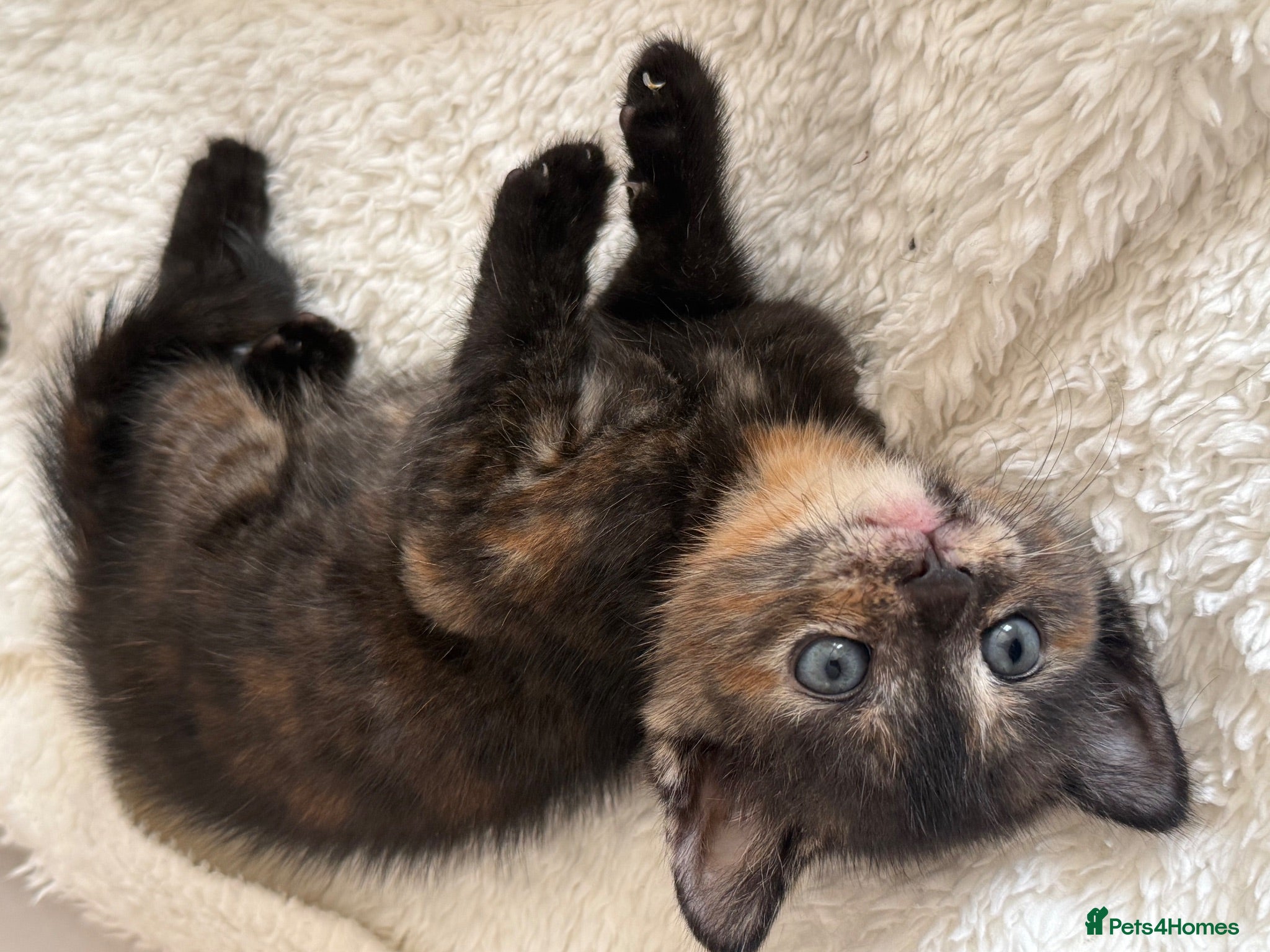 British Shorthair cats PLEASE READ ADVERT LAST TWO FEMALE KITTEN’S LEFT  - Advert 7