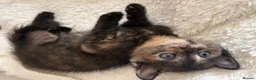 British Shorthair cats for sale: PLEASE READ ADVERT LAST TWO FEMALE KITTEN’S LEFT  - Advert 1