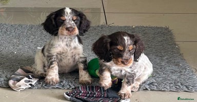 Cocker Spaniel dogs - Advert 1