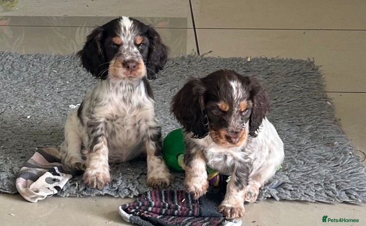 Cocker Spaniel dogs - Advert 2