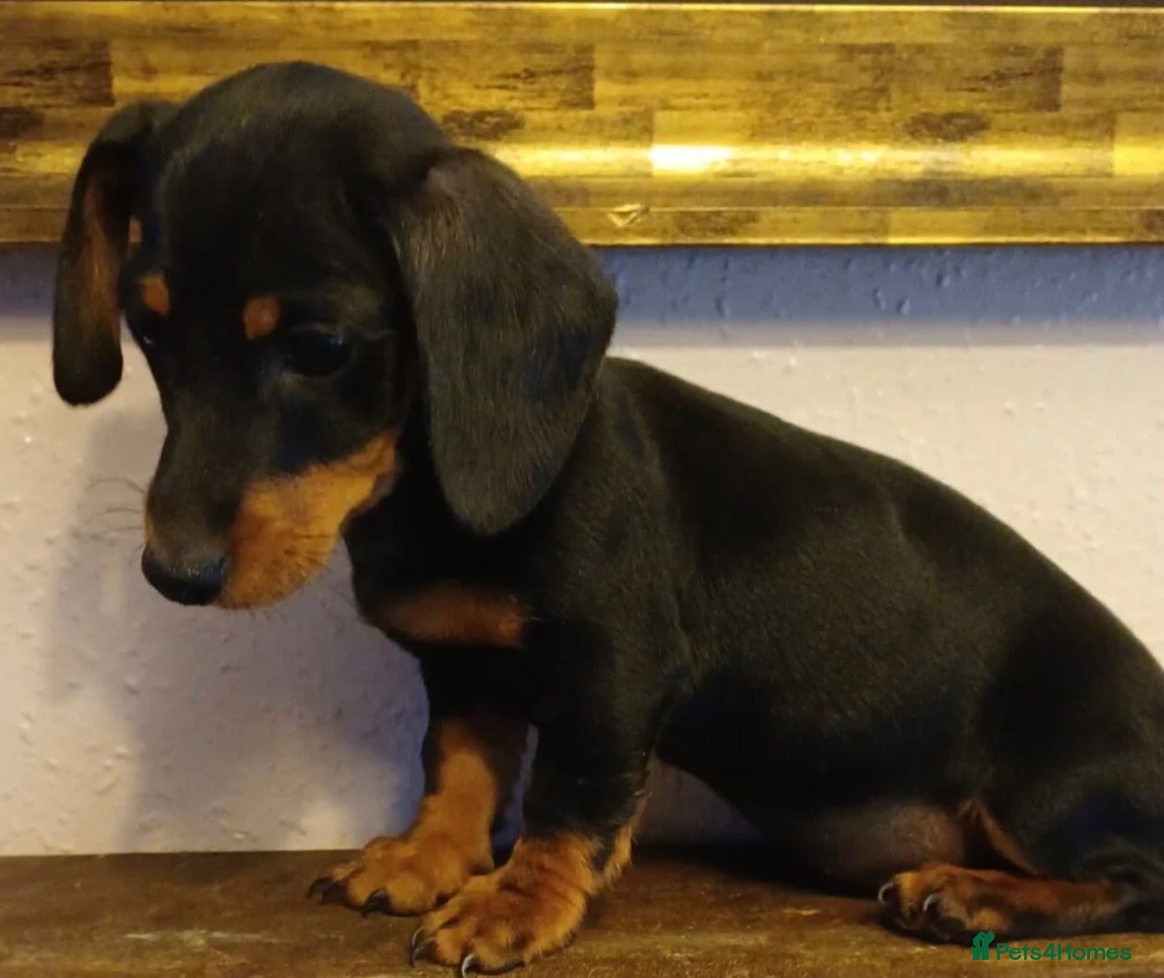 Dachshund dogs Beautiful Miniature Dachshund Puppy – Black & Tan - Advert 4