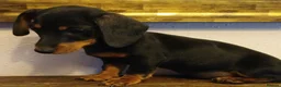 Dachshund dogs for sale: Beautiful Miniature Dachshund Puppy – Black & Tan in Croydon - Advert 1