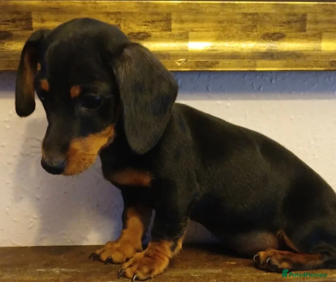 Dachshund dogs for sale: Beautiful Miniature Dachshund Puppy – Black & Tan in Croydon - Advert 1