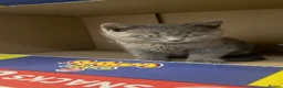 British Shorthair cats for sale: 9 week old Kitten - Advert 2