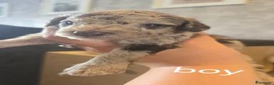 Cockapoo 3