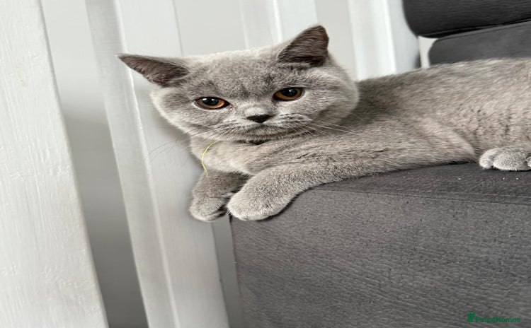 British Shorthair cats - Advert 10