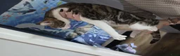 Mixed Breed cats for sale: 4 cats looking for new homes after bereavement - Advert 5