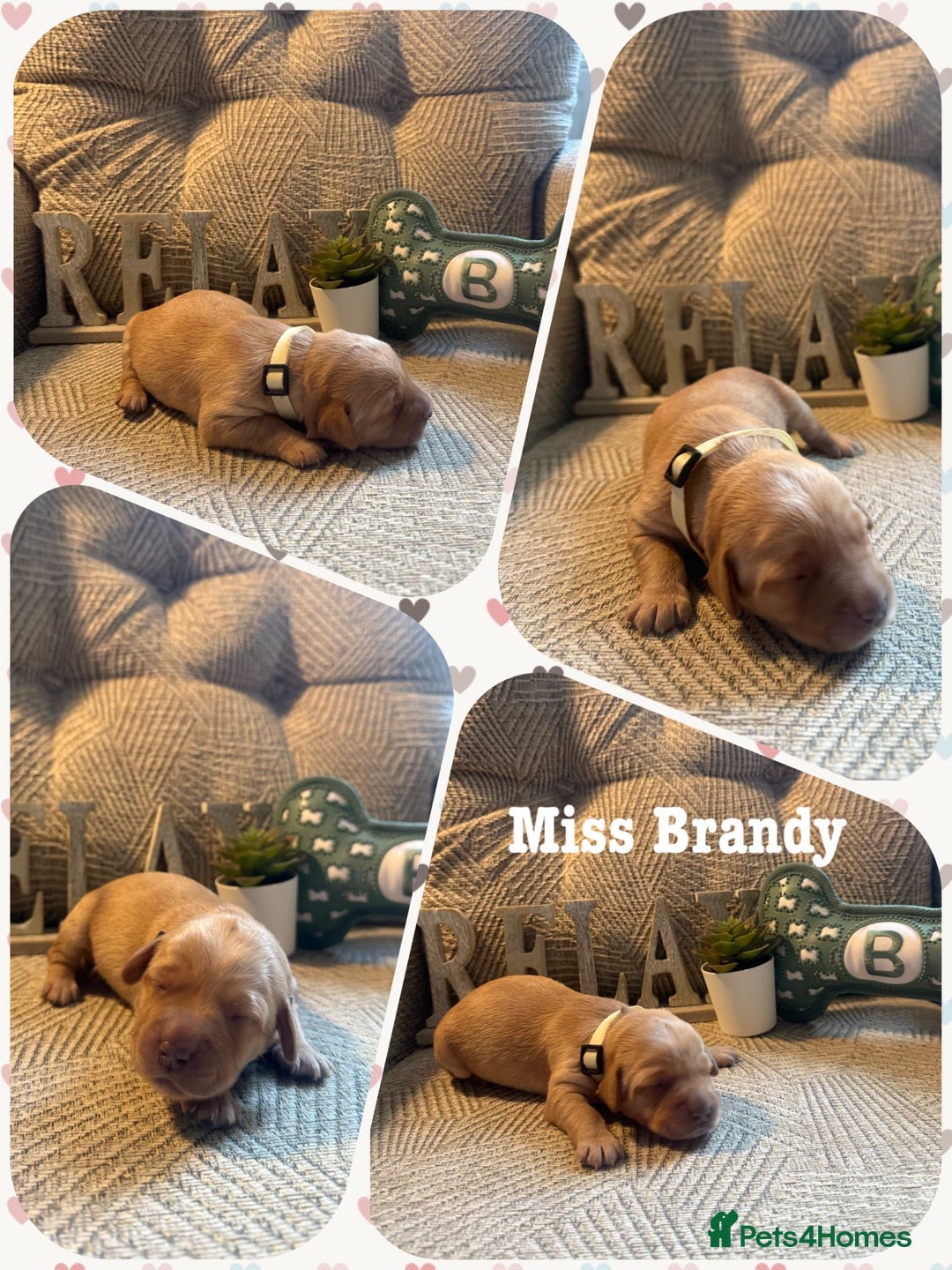 Australian Labradoodle dogs for sale: Australian Labradoodle Puppies F1b - Image 15