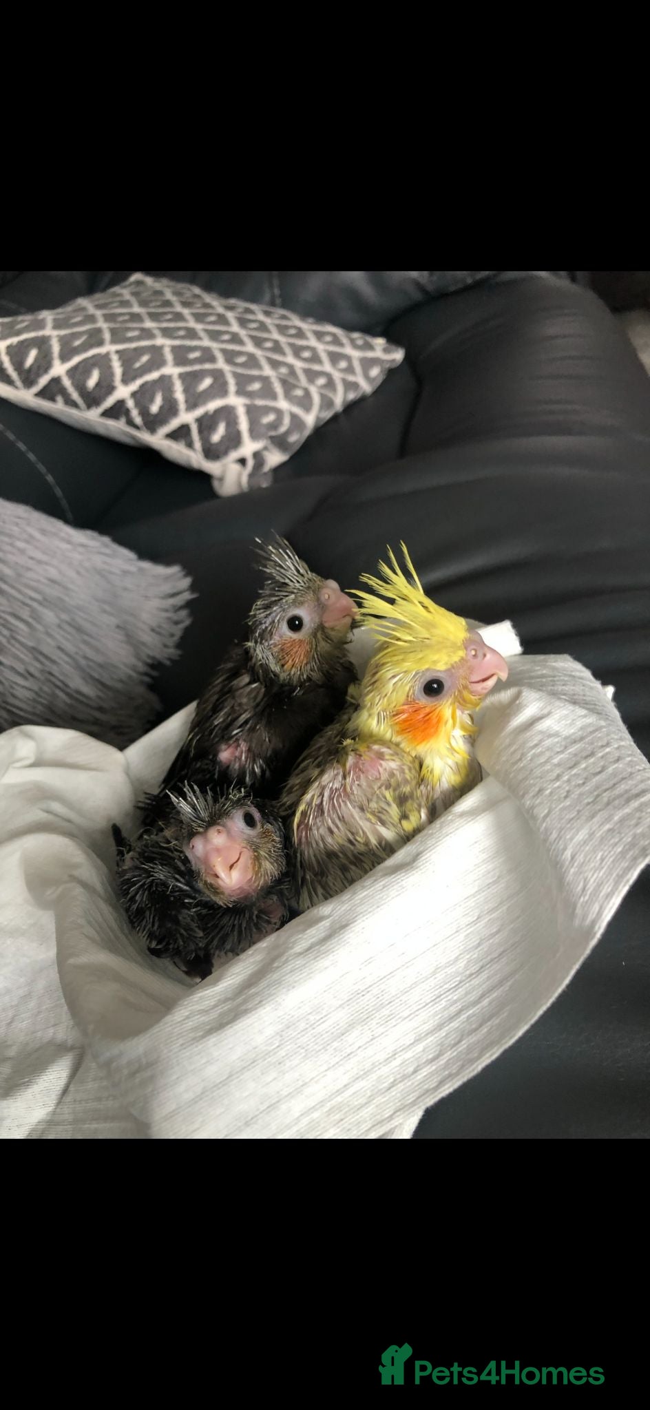 Cockatiels birds Baby Cockatiels Ready Mid July - Advert 4